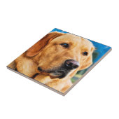 金ラブラドル・レトリーバー犬 タイル (側面)