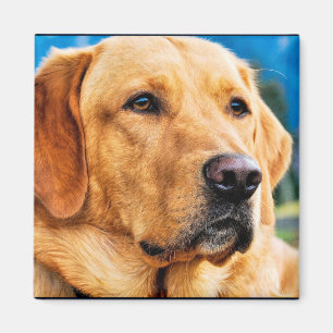 金ラブラドル・レトリーバー犬 マグネット