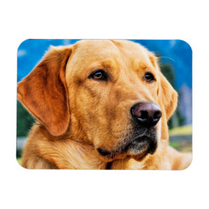 金ラブラドル・レトリーバー犬 マグネット