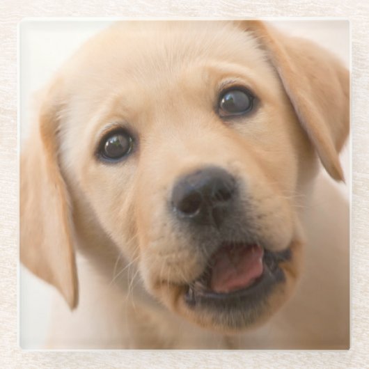 金ラブラドールの子犬 ガラスコースター (正面)