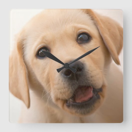金ラブラドールの子犬 スクエア壁時計 (正面)
