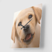 金ラブラドールの子犬 スクエア壁時計 (傾斜)