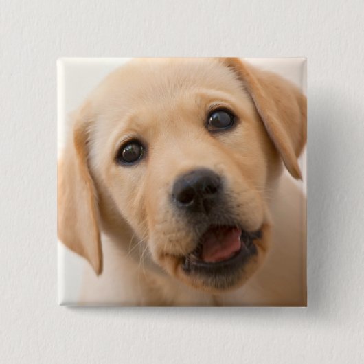 金ラブラドールの子犬 缶バッジ (正面)