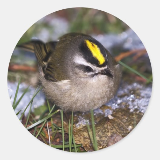 金冠のキングレットのステッカー ラウンドシール (正面)