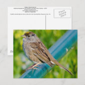 金冠スズメ ポストカード (正面/裏面)