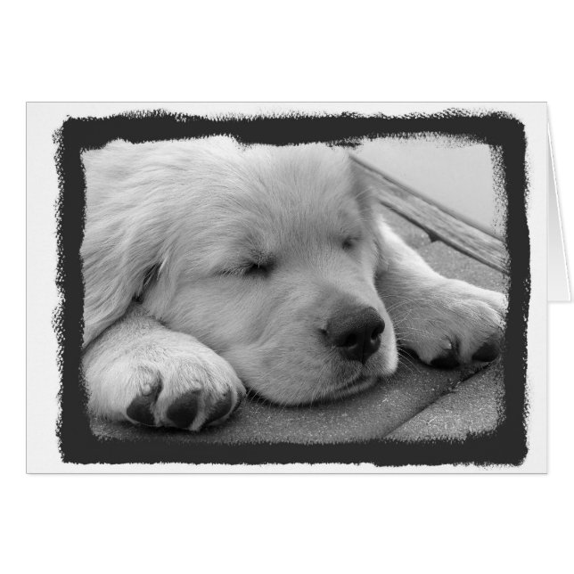 金子犬の睡眠 (正面横)