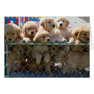 金子犬