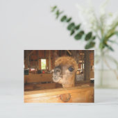 「金実在はアルパカにある」 ポストカード (スタンド正面)