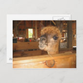 「金実在はアルパカにある」 ポストカード (正面/裏面)