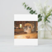 「金実在はアルパカにある」 ポストカード (スタンド正面)