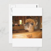 「金実在はアルパカにある」 ポストカード (正面/裏面)