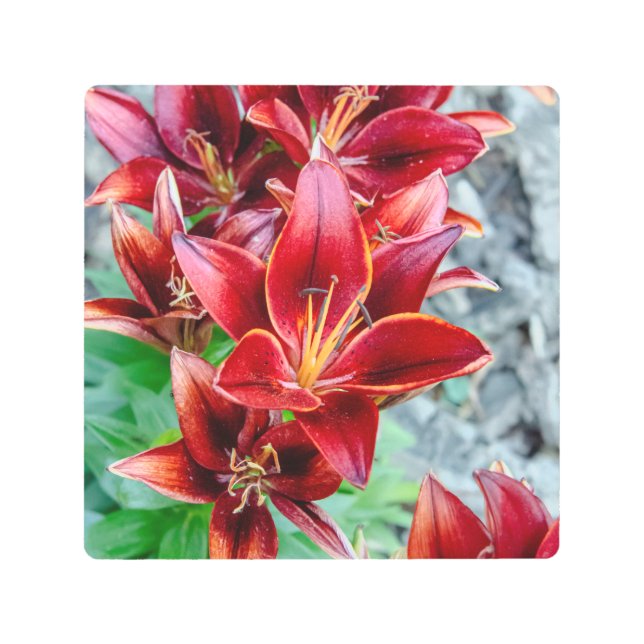 金属プリント、スターガーザーリリー メタルプリント (正面)