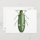 金属製の木穴あけ甲虫 ポストカード (正面/裏面)