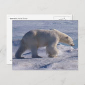 金庫白くま! ポストカード (正面/裏面)