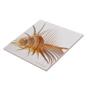 金星の櫛のMurexの貝(Murexのペクチン)に対する タイル (側面)