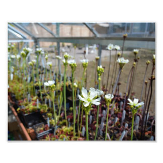 金星フライトラップ花 フォトプリント           