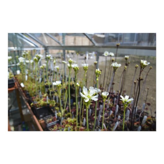 金星フライトラップ花 フォトプリント            (正面)