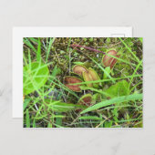 金星フライトラップ ポストカード (正面/裏面)