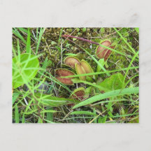 金星フライトラップ