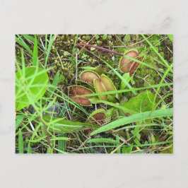 金星フライトラップ ポストカード