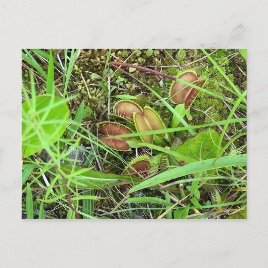 金星フライトラップ ポストカード (正面)