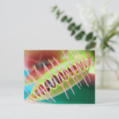 金星フライトラップ ポストカード (スタンド正面)