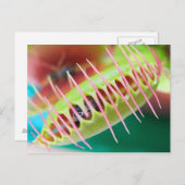 金星フライトラップ ポストカード (正面/裏面)