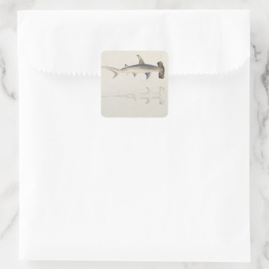 金槌の頭を持つサメ、ロハイアは、以前は次のように述べていた スクエアシール (バッグ)