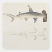 金槌の頭を持つサメ、ロハイアは、以前は次のように述べていた スクエアシール (正面)