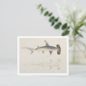 金槌の頭を持つサメ、ロハイアは、以前は次のように述べていた ポストカード (スタンド正面)