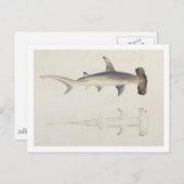 金槌の頭を持つサメ、ロハイアは、以前は次のように述べていた ポストカード (正面/裏面)