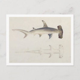 金槌の頭を持つサメ、ロハイアは、以前は次のように述べていた ポストカード