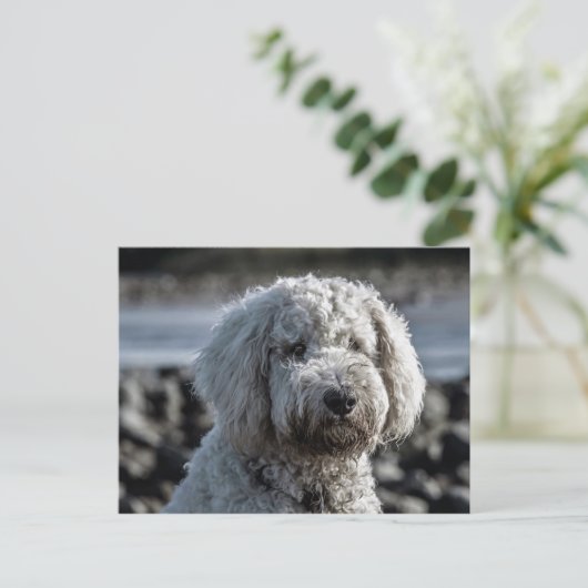 金歯 ポストカード (スタンド正面)