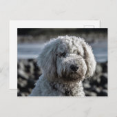 金歯 ポストカード (正面/裏面)