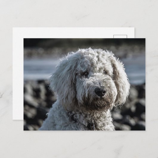 金歯 ポストカード (正面/裏面)