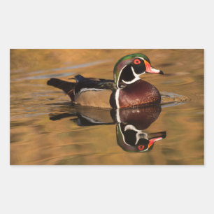 金湖のオスのアメリカオシ 長方形シール