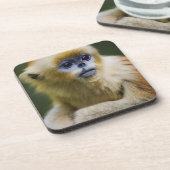 金猿 コースター (左側)