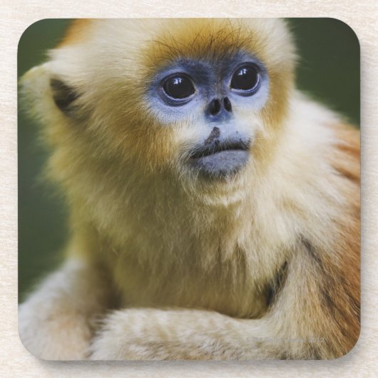 金猿 コースター (正面)