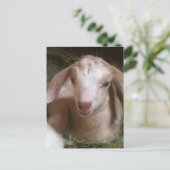 金生まれたばかりの頭ヤギ子はがき ポストカード (スタンド正面)