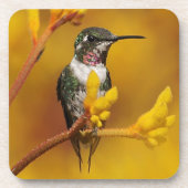 金白熱 コースター (正面)