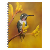 金白熱 ノートブック (正面)