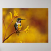 金白熱 ポスター (正面)