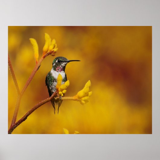 金白熱 ポスター (正面)