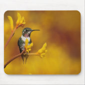 金白熱 マウスパッド (正面)