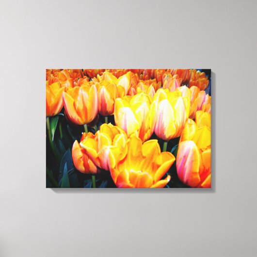 金色のチューリップの花。 キャンバスプリント (正面)