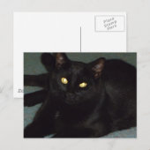 金色の瞳 ポストカード (正面/裏面)