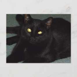 金色の瞳 ポストカード