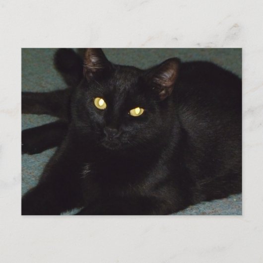 金色の瞳 ポストカード (正面)