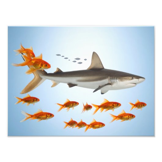 金色の魚とサメ フォトプリント            (正面)