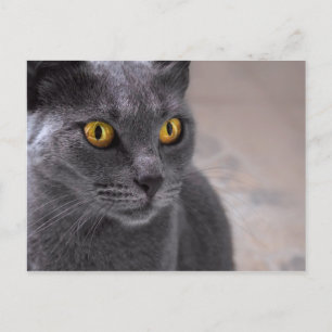 金色ロシアのの目をした美しい青い猫 ポストカード